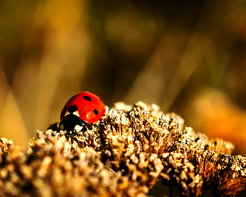 포토 JPG 해외이미지 식물 동물 공원 꽃 야생동물 곤충 백그라운드 잎 자연 사람없음 야외 빨간색 빛 컬러풀 햇빛 태양 뷰티 노란색 환경 정원 가을 황금 벌레 숲 작음 딱정벌레 묘사 생물학 보케 무당벌레 10월 내추럴 생태학 해외포토 자연요소 계절 공공시설 교육 컬러 날짜 크기 생태계 파일형식 이미지허브