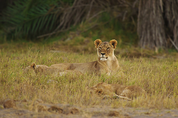포토 JPG 해외이미지 동물 여자 야생동물 포유류 아프리카 자연 국립공원 사람없음 고양이 황무지 사자 사파리 육식동물 사냥꾼 케냐 사자자리 내추럴 사바나 암사자 해외포토 직업 공원 나라 사람 반려동물 별자리 암컷 생태계 파일형식 이미지허브