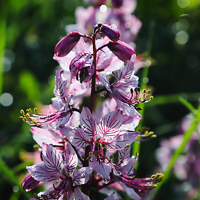 포토 JPG 해외이미지 식물 꽃잎 꽃 줄기 분홍색 백그라운드 꽃무늬 자연 사람없음 야외 뷰티 약 정원 보라색 봄 줄무늬 들꽃 벚꽃 신선 개화 황무지 닫기 위험 허브 묘사 내추럴 거짓 해외포토 계절 컬러 컨셉 무늬 의학 모션 생태계 파일형식 이미지허브