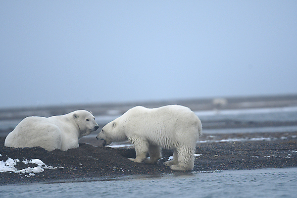 포토 JPG 해외이미지 주간 야생동물 두마리 곰 사람없음 야외 아웃포커스 북극곰 백곰 해외포토 자연요소 동물 2 포유류 촬영기법 파일형식 이미지허브