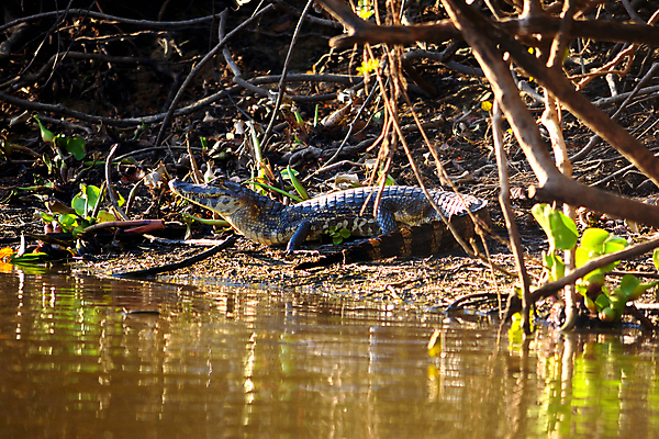 포토 JPG 해외이미지 동물 공원 호수 야생동물 여행 백그라운드 파충류 자연 하늘 사람없음 야외 초록색 물 파란색 강 컬러풀 미국 젖음 황무지 남아메리카 습지 숲 홍수 육식동물 브라질 생태학 이국적 재규어 브라질사람 해외포토 자연요소 공공시설 교육 컬러 북아메리카 포유류 아메리카 자연재해 생태계 파일형식 이미지허브