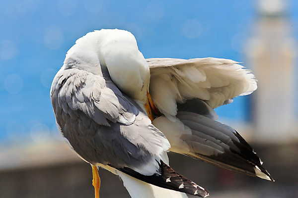 포토 JPG 해외이미지 동물 1 야생동물 바다 날개 자연 갈매기 조류 등대 서기 사람없음 물 파란색 항구 회색 자유 흰색 씻기 빨래 청소 깃털 부리 해외포토 자연요소 컬러 컨셉 가사 교통시설 모션 청결 생태계 파일형식 이미지허브