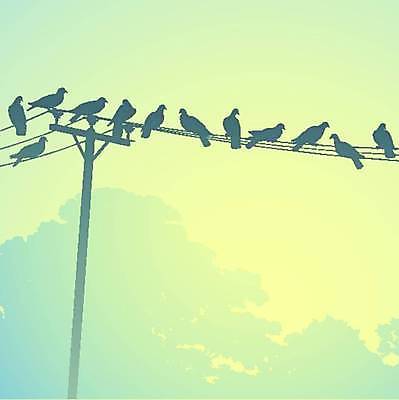 EPS 해외이미지 나무 실루엣 여러마리 일러스트 조류 앉기 사람없음 전선 새떼 해외일러스트 식물 동물 다수 모션 촬영기법 파일형식 벡터 이미지허브