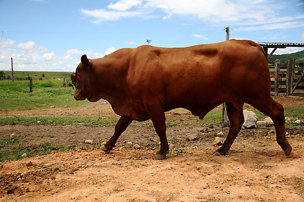 포토 JPG 해외이미지 동물 밭 농업 포유류 자연 사람없음 야외 농장 농경지 가축 소고기 시골 소 카우보이 군중 승차 방목 땅 황소 먼지 수의사 해외포토 산업 모션 육류 사람 의사 축산업 생태계 파일형식 이미지허브
