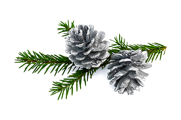 포토 JPG 해외이미지 나무 전통 계절 행복 백그라운드 크리스마스 겨울 자연 휴가 새로움 실내 매달리기 선물 사람없음 장식 가로 초록색 빛 장난감 축제 흰색 나뭇가지 축하 은색 자르기 심볼 오브젝트 상록수 침엽수 전나무 원뿔 고립 해외포토 도형 식물 기념일 감정 컬러 컨셉 모션 내부 생태계 파일형식 이미지허브