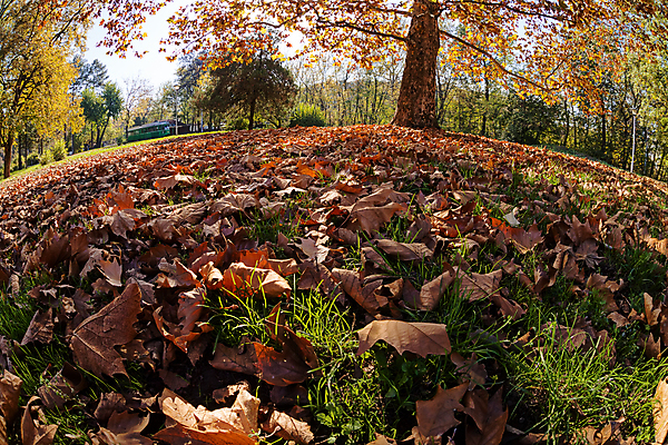 포토 JPG 해외이미지 나무 계절 공원 여행 잎 오렌지 자연 하늘 산 사람없음 야외 초록색 파란색 빛 햇빛 태양 노란색 환경 낭만 황금 숲 속도 내추럴 전국 해외포토 자연요소 식물 공공시설 컬러 컨셉 과일 생태계 파일형식 이미지허브