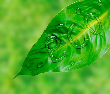 포토 JPG 해외이미지 모양 식물 백그라운드 컨셉 잎 농업 텍스트 자연 추상 건강 사람없음 초록색 물 단어 뷰티 환경 침묵 거품 젖음 성장 나뭇가지 신선 액체 떨어짐 보호 이슬 작음 빗방울 순수 오브젝트 에코 유기농 내추럴 생태학 해외포토 자연요소 나무 문자 웰빙 교육 산업 컬러 무늬 소리 비_날씨 크기 생태계 파일형식 이미지허브