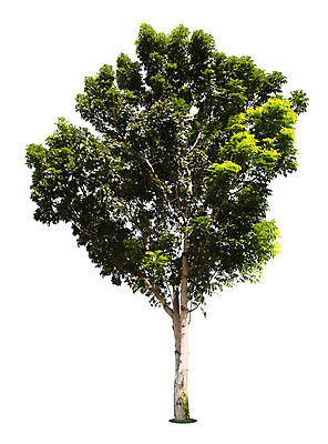 포토 JPG 해외이미지 나무 식물 계절 줄기 백그라운드 단풍 잎 자연 휴가 새로움 사람없음 야외 장식 초록색 여름 환경 정원 봄 장식볼 성장 덮개 흰색 나뭇가지 신선 숲 큼 심볼 오브젝트 싱글 에코 유기농 상록수 내추럴 고립 생태학 옛날 그리너리 해외포토 웰빙 교육 컬러 컨셉 뚜껑 크기 생태계 파일형식 트랜드컬러 이미지허브