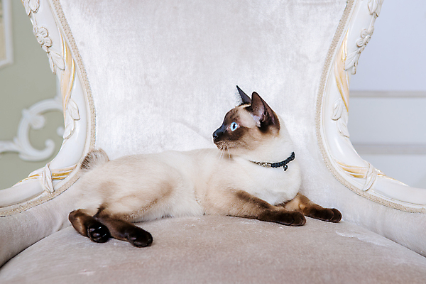 포토 JPG 해외이미지 동물 백그라운드 컨셉 거실 의자 목걸이 태국 성공 아파트 주택 털 실내 사람없음 내부 파란색 반려동물 고양이 침실 방 프랑스 화려 고급 보석 천 비만 꼬리 육식동물 목 기르기 메콩강 바로크 프로방스 안락 해외포토 유럽 아시아 컬러 가구 장신구 포유류 건물 신체부위 직물 광석 몸매 돌봄 파일형식 이미지허브