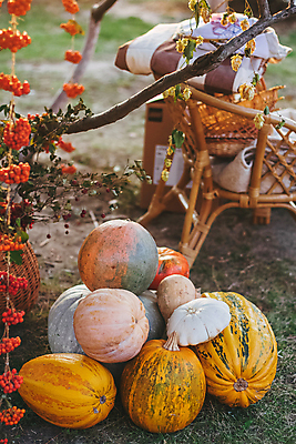 포토 JPG 해외이미지 식물 디자인 계절 음식 백그라운드 단풍 잎 농업 채소 오렌지 과일 재료 자연 호박 휴가 프레임 건강 사람없음 야외 목재 장식 빨간색 초록색 컬러풀 농장 노란색 우주 할로윈 수확 가을 신선 거친 그룹 11월 유기농 질감 박 추수감사절 스쿼시 10월 내추럴 숙성 카피스페이스 해외포토 나무 웰빙 산업 기독교 스포츠 컬러 구기 공백 날짜 생태계 파일형식 이미지허브