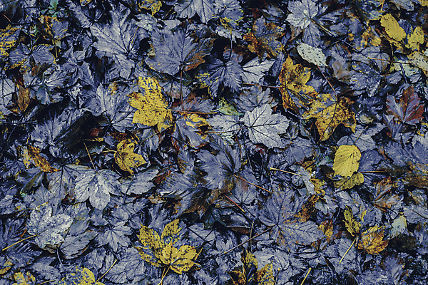 포토 JPG 해외이미지 나무 식물 계절 공원 길 백그라운드 단풍 잎 오렌지 자연 풍경 사람없음 야외 목재 빨간색 초록색 빛 컬러풀 햇빛 태양 뷰티 갈색 노란색 환경 맑음 활발 가을 흰색 나뭇가지 황금 숲 9월 10월 내추럴 해외포토 자연요소 공공시설 컬러 컨셉 과일 재료 날씨 날짜 생태계 파일형식 이미지허브