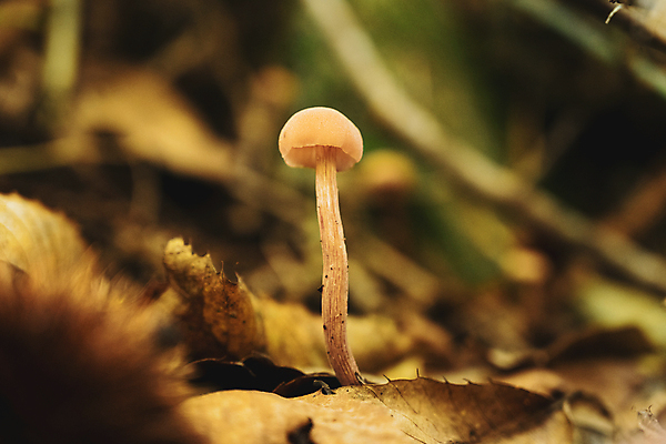 포토 JPG 해외이미지 주간 낙엽 자연 나뭇잎 근접촬영 사람없음 야외 버섯 숲속 해외포토 자연요소 뷰포인트 잎 숲 생태계 파일형식 이미지허브