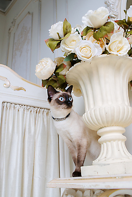 포토 JPG 해외이미지 동물 행복 새끼 백그라운드 목걸이 포유류 성공 주택 털 실내 사람없음 내부 장식 반려동물 뷰티 유행 고양이 희망 방 프랑스 흰색 우아함 보석 구슬 수선화 목 내추럴 집게발 해외포토 꽃 감정 유럽 컬러 컨셉 장신구 건물 신체부위 광석 파일형식 이미지허브