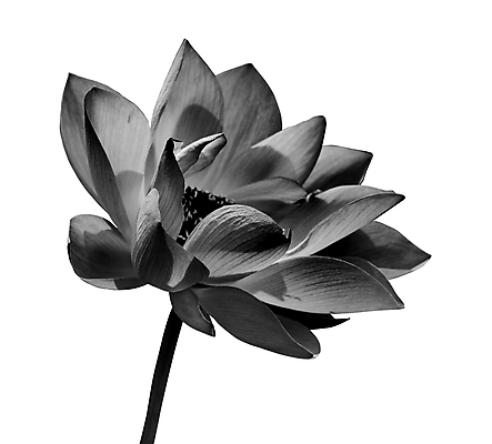 포토 JPG 해외이미지 식물 1 디자인 계절 꽃잎 꽃 선 줄기 백그라운드 패턴 자연 친절 연꽃 사람없음 야외 여름 뷰티 머리 검은색 중국 봄 벚꽃 흰색 신선 오픈 닫기 백합 가득함 심볼 순수 묘사 싱글 길이 내추럴 고립 엘리먼트 이국적 해외포토 아시아 컬러 컨셉 무늬 모션 신체부위 생태계 파일형식 이미지허브