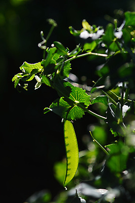 포토 JPG 해외이미지 식물 음식 백그라운드 잎 밭 농업 채소 자연 콩 건강 씨앗 사람없음 야외 초록색 여름 농작물 햇빛 정원 맑음 수확 성장 신선 그물 달콤 유기농 원예 완두콩 날것 내추럴 꼬투리 밭일 숙성 식용 줄서기 채식주의자 해외포토 웰빙 계절 산업 컬러 모션 날씨 곡류 취미 태양 맛 생태계 채식 파일형식 이미지허브
