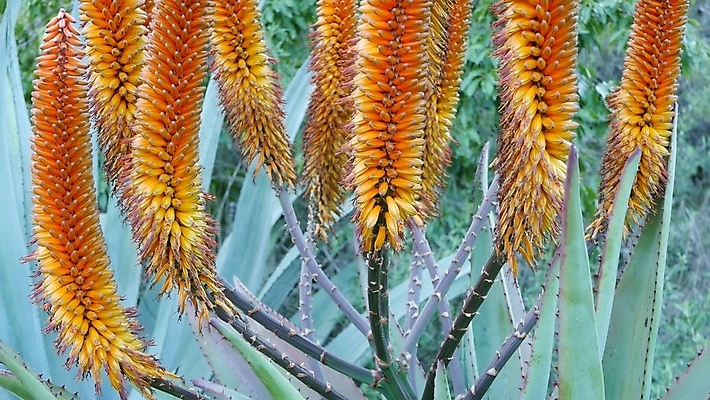 포토 JPG 해외이미지 식물 꽃 백그라운드 선인장 사람없음 초록색 노란색 미국 활발 들꽃 사막 신선 개화 황무지 황금 닫기 약초 수분 생태계 매움 캘리포니아 애리조나 내추럴 강렬 알로에 오리지널 카피스페이스 억울 세련 해외포토 감정 컬러 컨셉 북아메리카 모션 공백 풀_식물 맛 파일형식 이미지허브