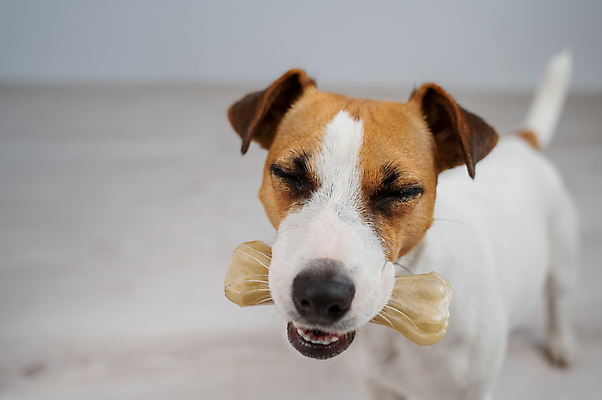 포토 JPG 해외이미지 동물 행복 감정 얼굴 음식 포유류 뼈 건조 건강 사람없음 반려동물 장난감 귀여움 식사 대접 잡기 입 개 치아 핥기 혀 먹기 상패 스마트 코 날것 부드러움 토막 송곳니 숨김 점심식사 기르기 식용 신앙심 영양분 유래 해외포토 컨셉 모션 신체부위 소화기관 감각 상_우승 돌봄 파일형식 이미지허브