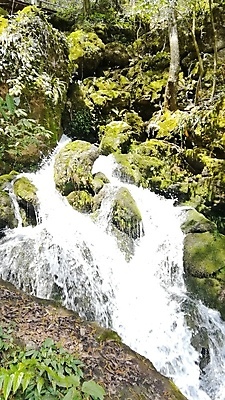 포토 JPG 해외이미지 나무 여행 백그라운드 자연 풍경 사람없음 초록색 물 강 폭포 개울 숲 해외포토 자연요소 식물 컬러 생태계 파일형식 이미지허브