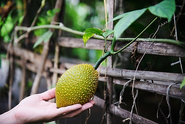 포토 JPG 해외이미지 나무 식물 손 음식 백그라운드 잎 농업 채소 과일 자연 건강 동양인 사람없음 야외 빨간색 초록색 노란색 정원 터치 수확 아기 신선 가시 선택 달콤 맛 떨어짐 약초 농부 유기농 날것 박 숙성 채식주의자 억울 맛있는 해외포토 직업 웰빙 감정 산업 컬러 컨셉 사람 인종 신체부위 풀_식물 생태계 채식 파일형식 이미지허브