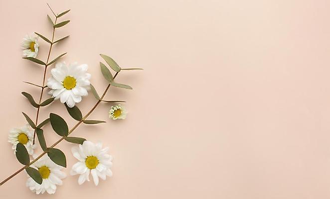 포토 JPG 해외이미지 꽃 줄기 잎 실내 사람없음 하이앵글 카피스페이스 분홍색배경 해외포토 식물 뷰포인트 분홍색 백그라운드 내부 공백 파일형식 이미지허브