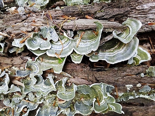 포토 JPG 해외이미지 나무 식물 자연 사람없음 야외 목재 초록색 버섯 회색 통나무 곰팡이 썩음 해외포토 컬러 재료 생태계 파일형식 이미지허브
