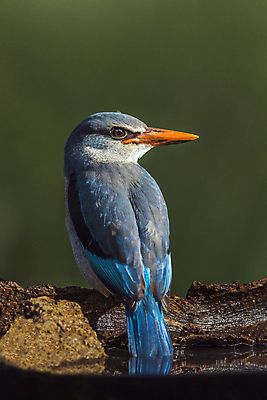 포토 JPG 해외이미지 주간 야생동물 자연 조류 사람없음 야외 물새 물총새 해외포토 자연요소 동물 생태계 파일형식 이미지허브