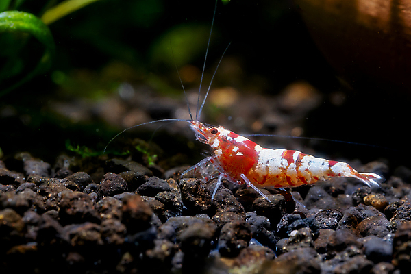 포토 JPG 해외이미지 식물 동물 음식 백그라운드 잎 자연 새우 취미 사람없음 빨간색 초록색 반려동물 컬러풀 환경 수중 희망 흙 신선 작음 질감 생물학 탱크 수족관 내추럴 강렬 민물 해외포토 교육 감정 컬러 갑각류 크기 생태계 파일형식 이미지허브