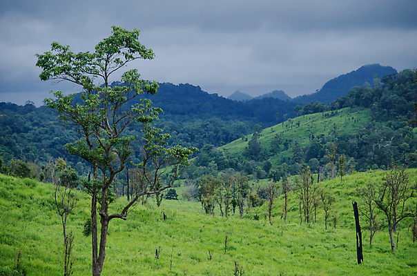 포토 JPG 해외이미지 나무 식물 아시아 도로 여행 백그라운드 낙엽 잎 자연 아침 산 풍경 사람없음 야외 초록색 여름 태양 환경 침묵 트래킹 안개 성장 시골 소나무 숲 뿌리 장면 지역 굴곡 방법 파라다이스 해외포토 주간 자연요소 계절 나라 길 컬러 교통시설 레저 날씨 소리 생태계 파일형식 이미지허브