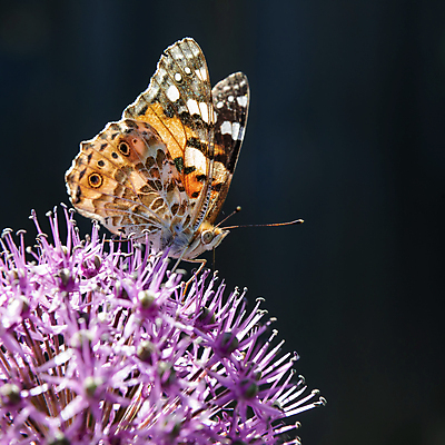 포토 JPG 해외이미지 식물 꽃 야생동물 나비 곤충 절지류 신체 오렌지 자연 사람없음 장식 초록색 여름 컬러풀 뷰티 환경 보라색 봄 벚꽃 흰색 개화 수분 수집 꽃가루 해외포토 동물 계절 컬러 과일 가루 생태계 파일형식 이미지허브