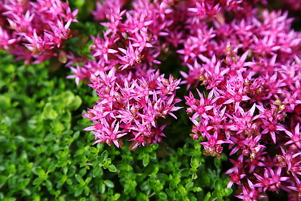 포토 JPG 해외이미지 식물 꽃 유럽 야생동물 분홍색 자연 사람없음 여름 들꽃 벚꽃 개화 약초 작음 6월 7월 백리향 토닉 해외포토 동물 계절 나라 컬러 풀_식물 날짜 크기 생태계 파일형식 이미지허브