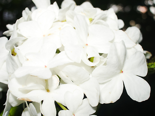 포토 JPG 해외이미지 식물 계절 공원 꽃잎 꽃 줄기 분홍색 꽃다발 백그라운드 잎 꽃무늬 밭 자연 국화 풍경 초원 사람없음 장식 빨간색 초록색 여름 컬러풀 태양 뷰티 정원 봄 성장 벚꽃 흰색 신선 개화 숲 작음 정사각형 장면 라일락 내추럴 깊이 해외포토 자연요소 도형 공공시설 컬러 무늬 농업 크기 생태계 파일형식 이미지허브