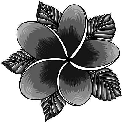 EPS 해외이미지 식물 꽃잎 꽃 실루엣 별 문화 섬 백그라운드 꽃무늬 일러스트 자연 경사 그래픽 장식 여름 스파 봄 벚꽃 흰색 신선 큼 향수 오브젝트 그림 하와이 향기 발리 망사 고립 엘리먼트 이국적 하와이인 해외일러스트 자연요소 외국인 계절 컬러 무늬 촬영기법 미국 화장품 직물 크기 생태계 냄새 인도네시아 파일형식 벡터 이미지허브