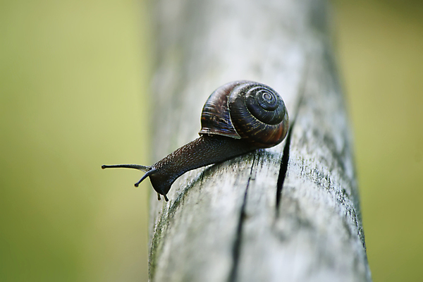 포토 JPG 해외이미지 주간 나무 한마리 사람없음 야외 아웃포커스 소프트포커스 달팽이 해외포토 자연요소 식물 1 연체동물 촬영기법 파일형식 이미지허브