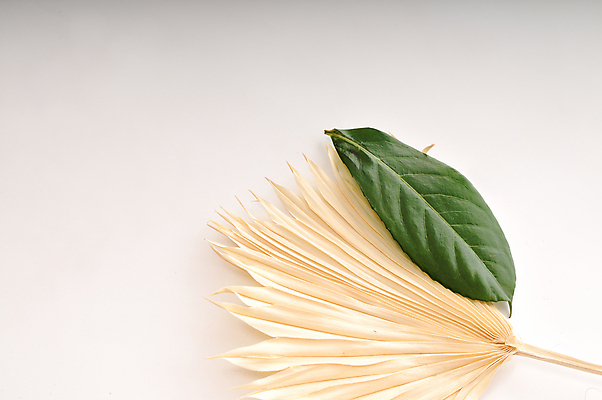 포토 JPG 해외이미지 식물 1 선 잎 자연 스트레스 건강 사람없음 초록색 신선 마사지 아로마 테라피 사우나 고립 해외포토 컬러 뷰티 생태계 파일형식 이미지허브