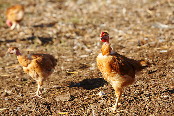 포토 JPG 해외이미지 동물 음식 밭 농업 자연 조류 주택 건강 육류 초원 사람없음 야외 빨간색 농장 갈색 환경 농사 계란 검은색 치킨 가축 봄 시골 농부 낟알 땅 깃털 유기농 부리 수탉 내추럴 무료 밭일 수유 암탉 해외포토 직업 웰빙 계절 산업 컬러 식재료 건물 알 닭 암컷 수컷 생태계 닭고기요리 파일형식 이미지허브