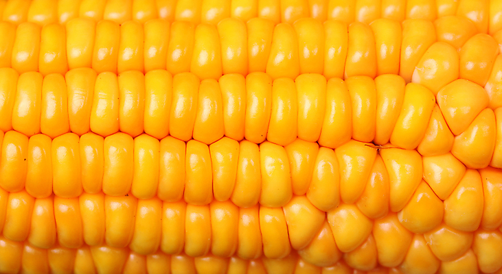 포토 JPG 해외이미지 식물 음식 잎 농업 채소 재료 자연 건강 옥수수 요리 씨앗 사람없음 여름 농작물 에너지 수확 성장 신선 닫기 달콤 먹기 묘사 유기농 알맹이 내추럴 생식 해외포토 웰빙 계절 산업 모션 곡류 맛 생태계 파일형식 이미지허브