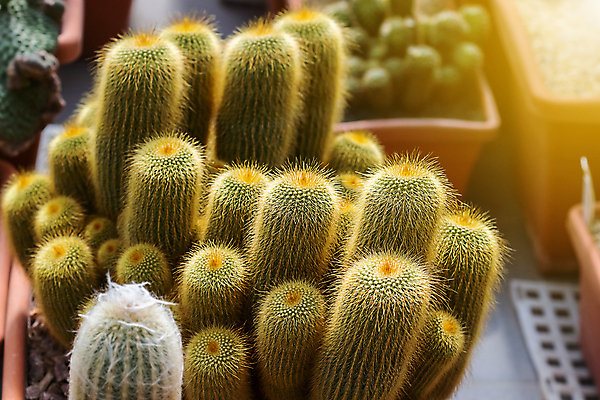 포토 JPG 해외이미지 식물 꽃 화분 화초 백그라운드 잎 꽃무늬 패턴 자연 선인장 주택 사람없음 장식 초록색 정원 사막 성장 변화 냄비 수집 배열 친환경 원예 날카로움 모음 내추럴 심기 알로에 온실 이국적 해외포토 컬러 컨셉 무늬 모션 취미 한글 건물 환경 솥 생태계 파일형식 이미지허브