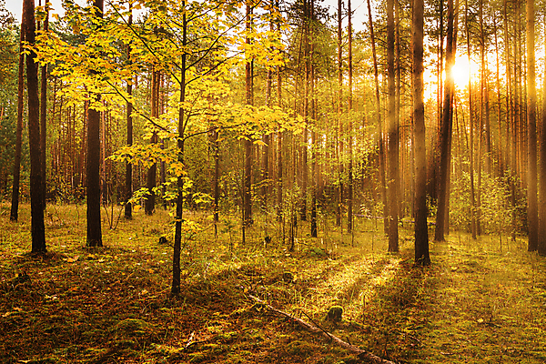 포토 JPG 해외이미지 나무 자연 사람없음 야외 햇빛 태양 일몰 숲속 숲 해외포토 자연요소 식물 노을 생태계 파일형식 이미지허브