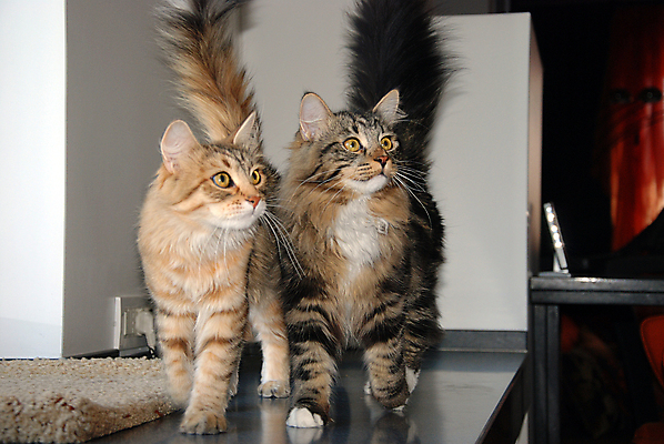 포토 JPG 해외이미지 동물 공원 포유류 발 수염 주택 털 따뜻함 사람없음 빨간색 파란색 반려동물 소파 노란색 머리 고양이 줄무늬 산책 회색 흰색 표현 닫기 작음 모피 꼬리 얼룩무늬 솜털 수의사 동물상 발톱 해외포토 공공시설 컬러 무늬 의자 모션 휴식 건물 신체부위 조형물 의사 크기 파일형식 이미지허브