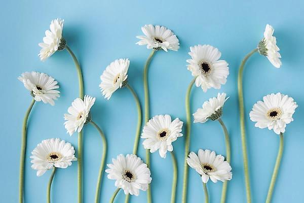 포토 JPG 해외이미지 꽃 실내 사람없음 파란배경 해외포토 식물 백그라운드 내부 파란색 파일형식 이미지허브