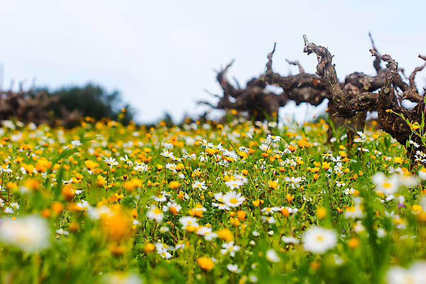 포토 JPG 해외이미지 나무 구름 꽃 섬 밭 자연 하늘 산 풍경 사람없음 관광지 태양 맑음 그리스 언덕 해외포토 자연요소 식물 유럽 여행 농업 날씨 생태계 파일형식 이미지허브