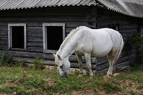 포토 JPG 해외이미지 동물 1 응시 야생동물 백그라운드 밭 포유류 자연 주택 사람없음 야외 목재 초록색 울타리 반려동물 뷰티 농장 머리 마을 봄 목장 회색 흰색 시골 승마 언덕 꼬리 갈기 고립 기르기 방목장 밭일 서쪽 해외포토 나무 시선 계절 스포츠 컬러 농업 재료 건물 신체부위 담장 방향 생태계 돌봄 파일형식 이미지허브