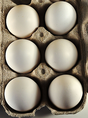 포토 JPG 해외이미지 실내 근접촬영 사람없음 계란 계란판 해외포토 뷰포인트 내부 알 파일형식 이미지허브