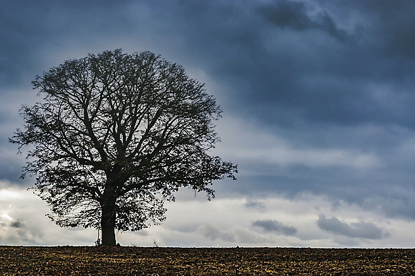 포토 JPG 해외이미지 모양 나무 식물 1 계절 유럽 선 여행 밭 농업 자연 하늘 사람없음 야외 가로 농장 환경 흙 성장 나뭇가지 시골 신선 고독 만취 싱글 내추럴 땅바닥 혼자 수평선 해외포토 감정 나라 산업 바닥 생태계 술취함 파일형식 이미지허브