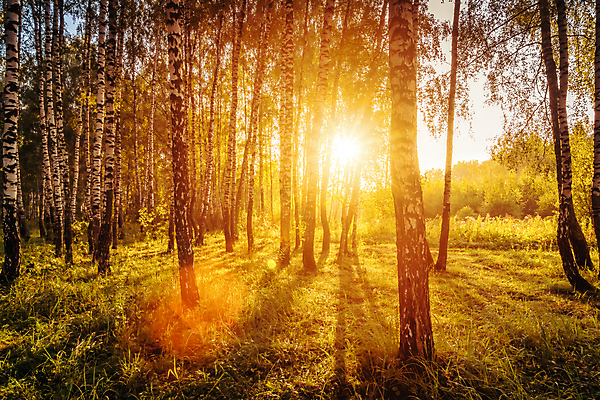 포토 JPG 해외이미지 나무 자연 사람없음 야외 햇빛 태양 일몰 숲속 숲 해외포토 자연요소 식물 노을 생태계 파일형식 이미지허브