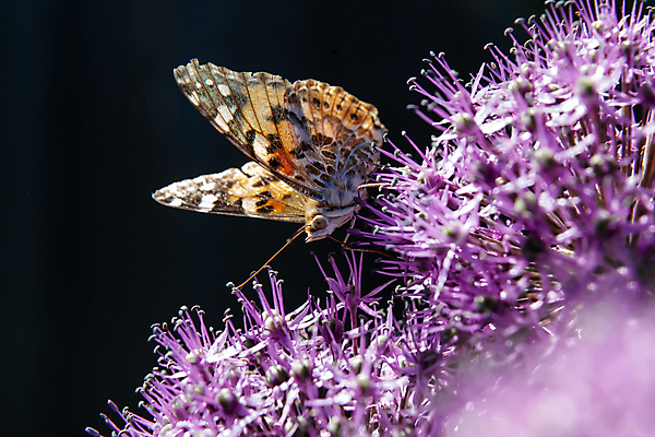 포토 JPG 해외이미지 식물 꽃 야생동물 나비 곤충 절지류 신체 오렌지 자연 사람없음 장식 초록색 여름 컬러풀 뷰티 환경 보라색 봄 벚꽃 흰색 개화 수분 수집 꽃가루 해외포토 동물 계절 컬러 과일 가루 생태계 파일형식 이미지허브