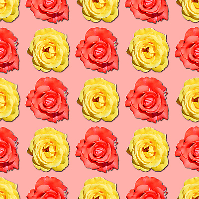 포토 JPG 해외이미지 식물 디자인 꽃 백그라운드 꽃무늬 패턴 자연 벽지 사랑 미술 사람없음 장식 빨간색 장미 노란색 정원 봄 낭만 벚꽃 산호 질감 고립 엘리먼트 해외포토 계절 감정 컬러 컨셉 무늬 문화예술 자포동물 생태계 파일형식 이미지허브