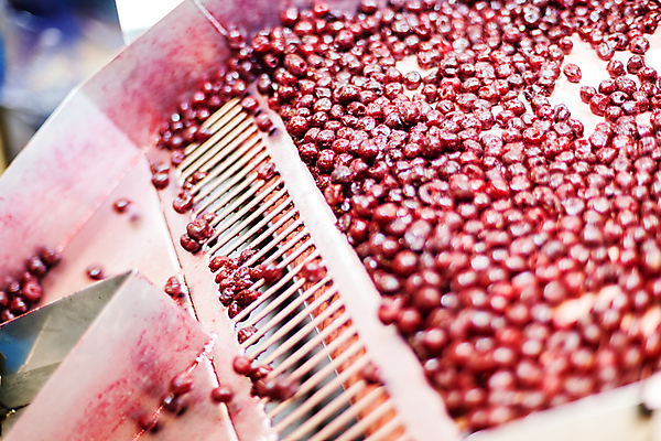 포토 JPG 해외이미지 공장 사람없음 냉동 기계 체리 제조 식품공장 냉동식품 해외포토 음식 과일 공업 파일형식 이미지허브