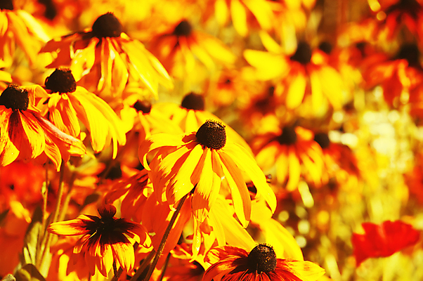 포토 JPG 해외이미지 식물 계절 꽃잎 꽃 백그라운드 잎 꽃무늬 자연 국화 사람없음 야외 장식 초록색 빛 컬러풀 뷰티 노란색 머리 정원 화목 봄 성장 벚꽃 신선 개화 허브 순수 원예 데이지 아로마 내추럴 취급주의 많음 해외포토 컬러 컨셉 무늬 경고 취미 신체부위 생태계 파일형식 이미지허브