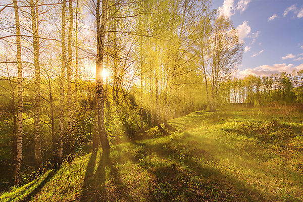 포토 JPG 해외이미지 나무 자연 하늘 사람없음 야외 햇빛 태양 숲속 숲 해외포토 자연요소 식물 생태계 파일형식 이미지허브